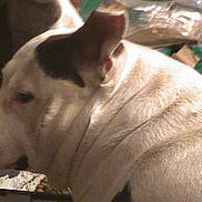 Patches joined the competition — help win amazing prizes! dog, white, brown, indoor, profile, pet, fur, close_up, animal, calm, side_view, portrait, canine, domestic_animal, head, ears, snout, quiet, looking_left, soft_lighting