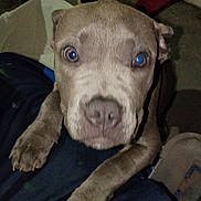 Lil Sister is registered to the contest to win money with this photo: dog, puppy, pitbull, pet, face, paws, nose, eyes, looking_up, close_up, indoor, floor, slipper, blanket, human_leg, front_legs, brown_coat, flash_reflection, curious, companion