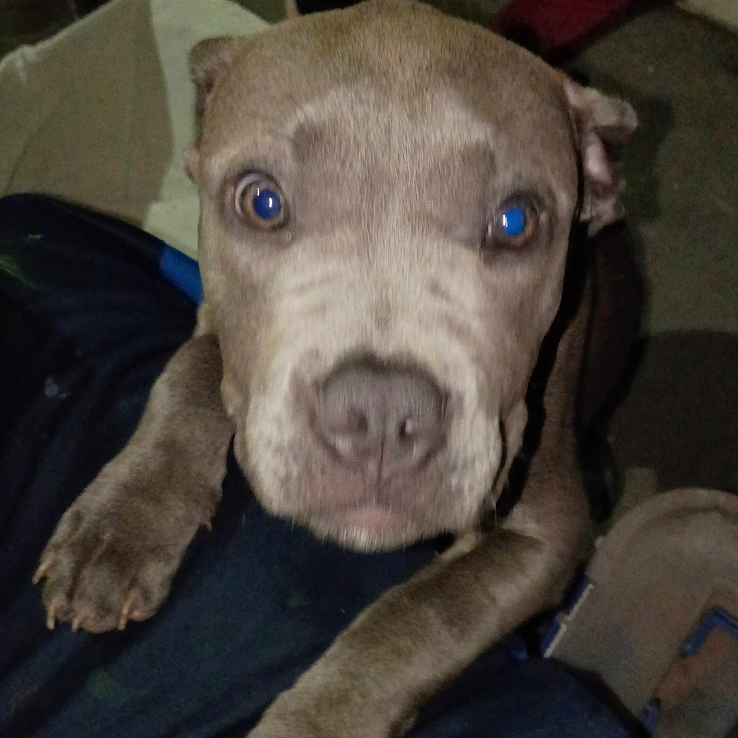 Lil Sister is registered to the contest to win money with this photo: blanket, brown_coat, close_up, companion, curious, dog, eyes, face, flash_reflection, floor, front_legs, human_leg, indoor, looking_up, nose, paws, pet, pitbull, puppy, slipper