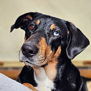 Alpha participe au concours pour gagner de l'argent avec cette photo : animal, black_fur, blue_eye, brown_eye, close_up, cute, dog, ears, fur, heterochromia, indoor, looking_up, muzzle, nose, paw, pet, portrait, snout, tan_fur, whiskers