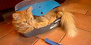 Oscar participe au concours pour gagner de l'argent avec cette photo :