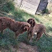 Pirouette Et Polka participe au concours pour gagner de l'argent avec cette photo : dog, outdoor, grass, yard, wooden_shed, animal, pet, canine, fur, scruffy, two_animals, nature, daylight, curious, standing, mammal, companions, playful, domestic_animal, friendship
