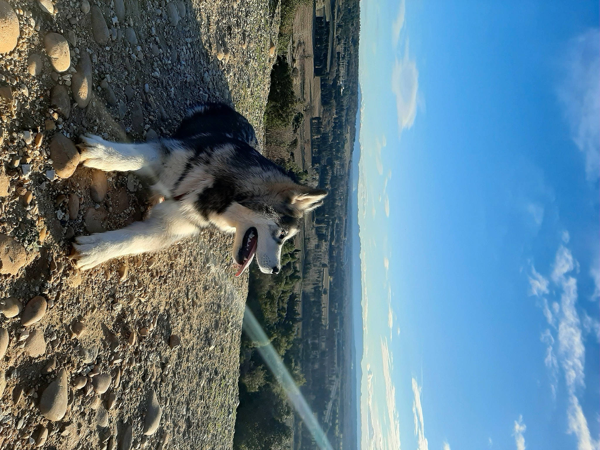 Akela participe au concours pour gagner de l'argent avec cette photo : adventure, canidae, carnivore, cloud, dog, dog_breed, fur, landscape, mountain, plant, reflection, rock, sky, slope, soil, sporting_group, tree, trunk, water, wood