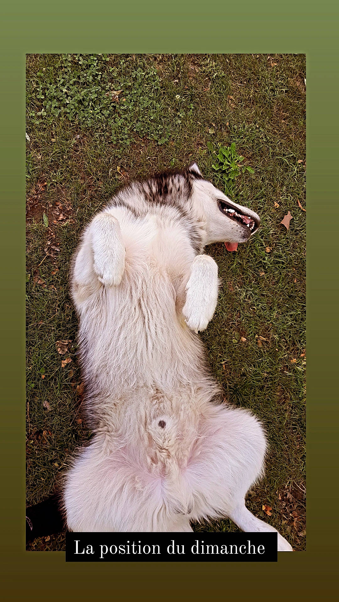 Akela participe au concours pour gagner de l'argent avec cette photo : art, canidae, carnivore, claw, collar, companion_dog, dog, dog_breed, fang, fur, grass, photo_caption, plant, rectangle, sheep, sporting_group, tail, terrestrial_animal, whiskers, working_animal