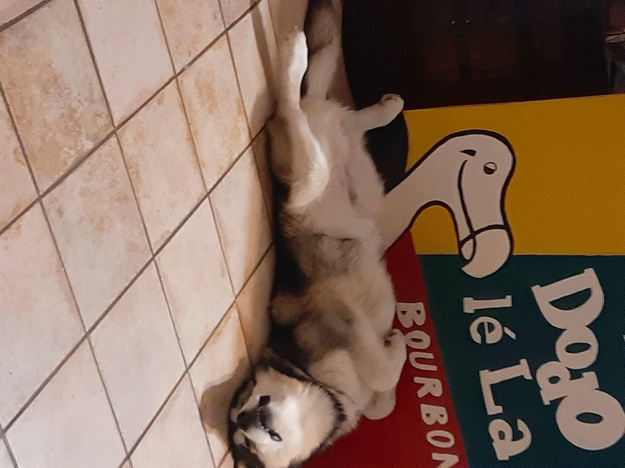 Akela a rejoint le concours — aidez-le/la à gagner de superbes lots ! art, canidae, companion_dog, dog_breed, fawn, felidae, flooring, font, foot, fur, human_leg, mammal, paw, pet_supply, snout, sporting_group, tail, vertebrate, whiskers, wood