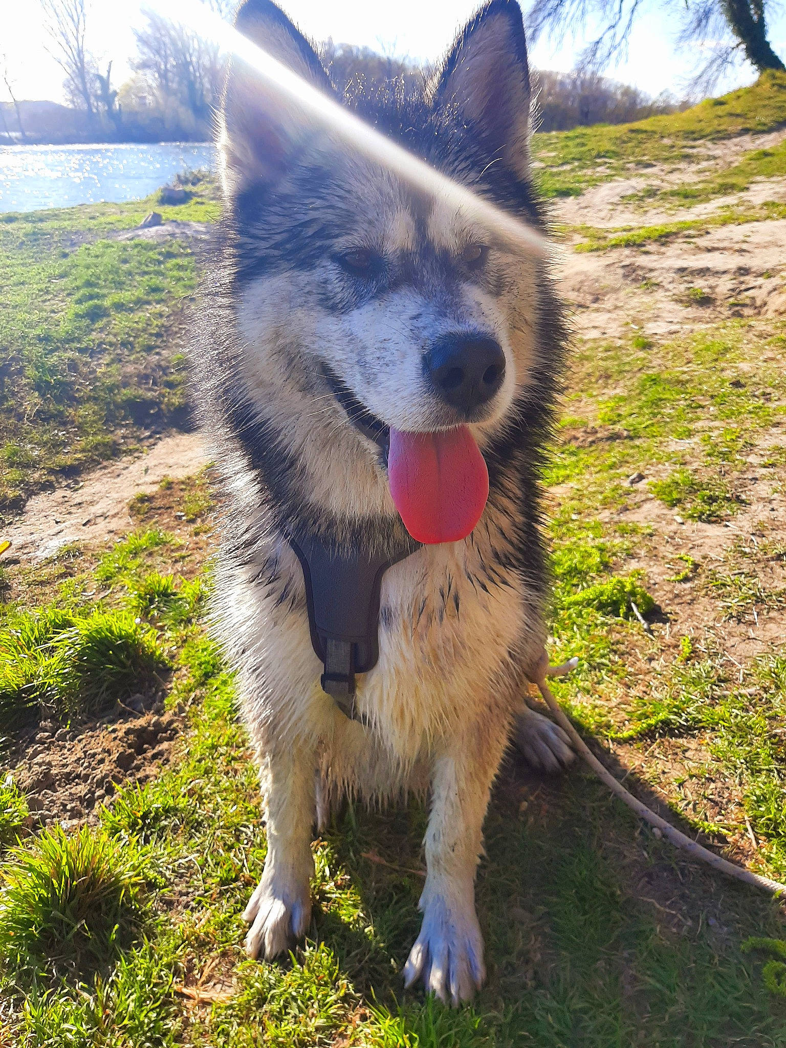 Akela a rejoint le concours — aidez-le/la à gagner de superbes lots ! canidae, canis, carnivore, companion_dog, dog, dog_breed, fur, grass, plant, sky, sled_dog, snout, sporting_group, tail, terrestrial_animal, tree, wildlife, wolf, working_animal, working_dog