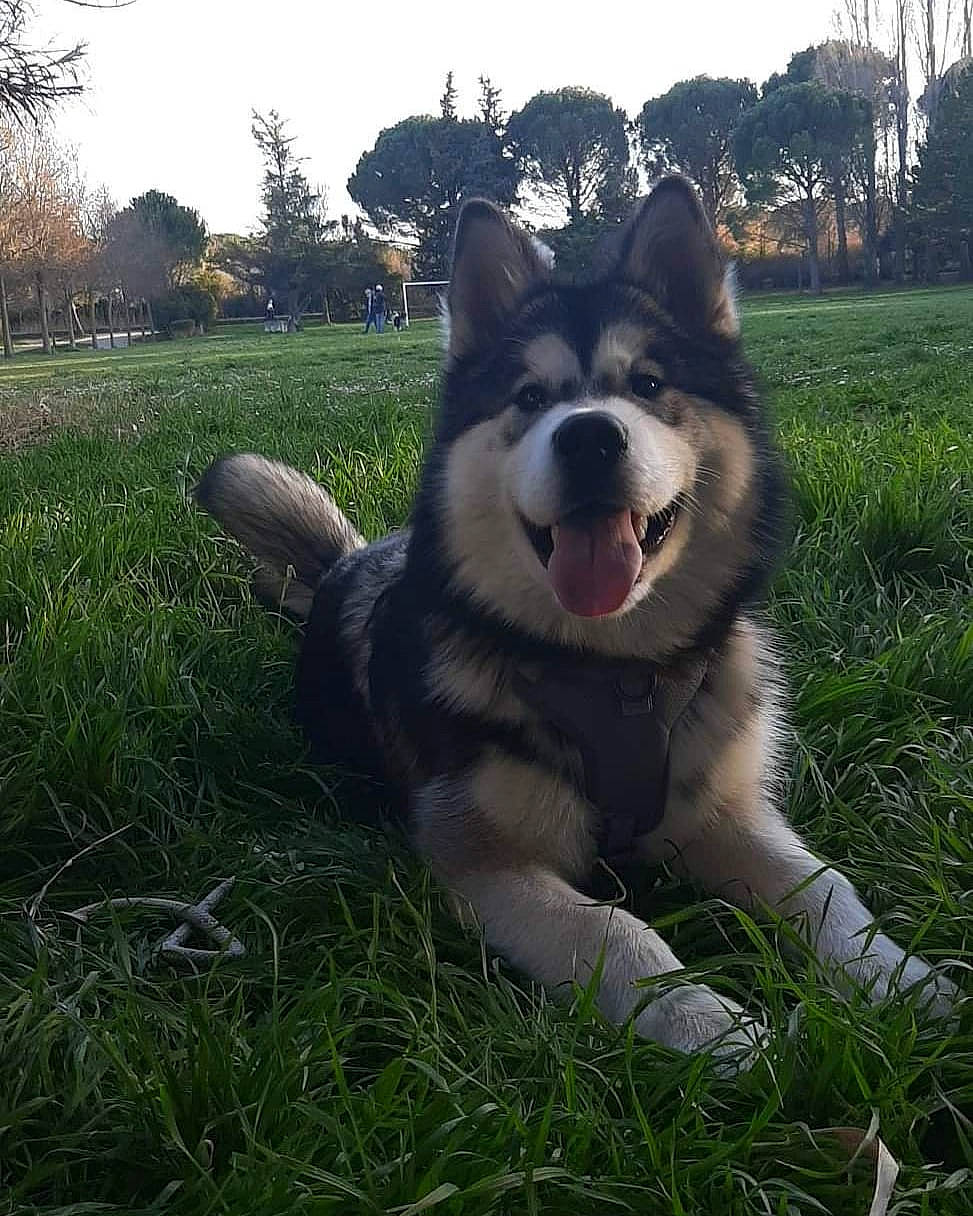 Akela a rejoint le concours — aidez-le/la à gagner de superbes lots ! canidae, carnivore, collar, companion_dog, dog, dog_breed, fang, foot, grass, happy, herding_dog, plant, siberian_husky, sky, sled_dog, snout, sporting_group, tail, tree, working_animal