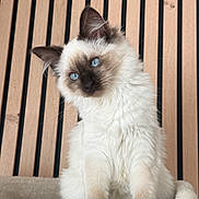 Cookie a rejoint le concours — aidez-le/la à gagner de superbes lots ! background, blue_eyes, brown_mask, cat, close_up, cute, ears, fluffy_fur, furry, gaze, indoor, kitten, paws, pet_bed, portrait, sitting, soft_texture, whiskers, white_fur, wooden_slats