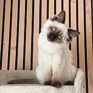 Cookie participe au concours pour gagner de l'argent avec cette photo : cat, kitten, blue_eyes, colorpoint_cat, tilted_head, fluffy_fur, whiskers, cat_tree, paws, indoor, wooden_slats, vertical_lines, portrait, cute, feline, ears, tail, soft_texture, pet, curious