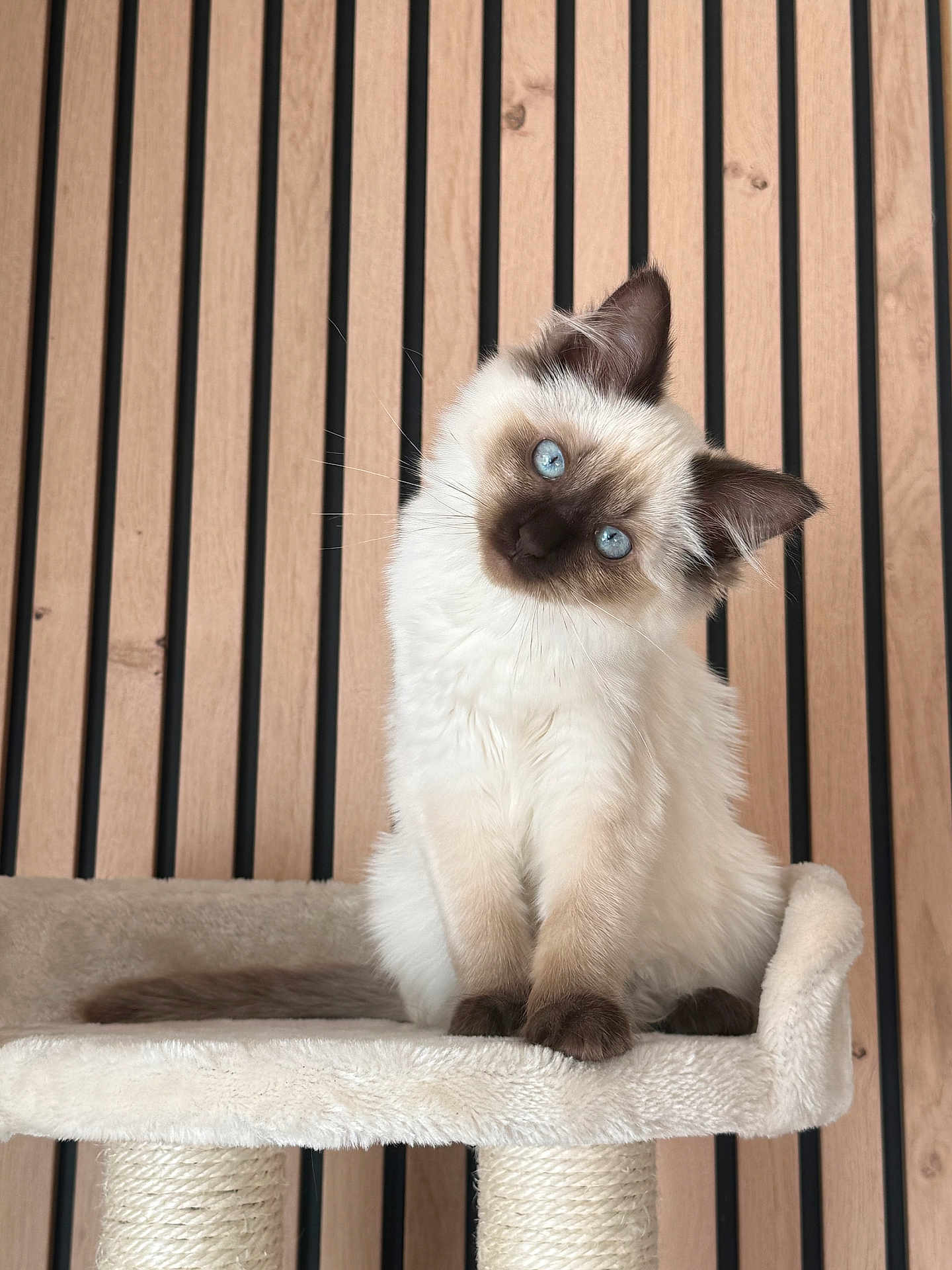 Cookie participe au concours pour gagner de l'argent avec cette photo : cat, kitten, blue_eyes, colorpoint_cat, tilted_head, fluffy_fur, whiskers, cat_tree, paws, indoor, wooden_slats, vertical_lines, portrait, cute, feline, ears, tail, soft_texture, pet, curious