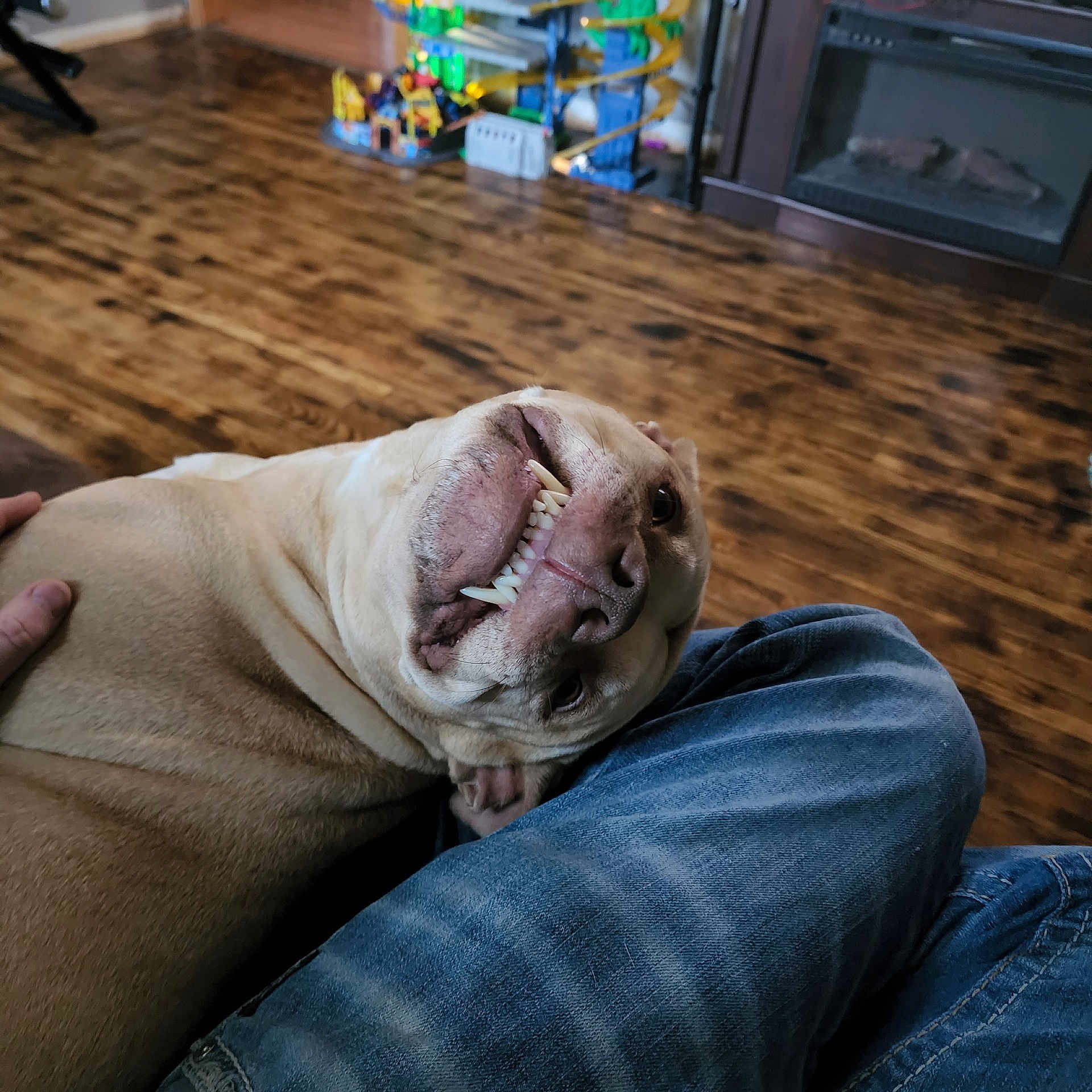 Roxie joined the competition — help win amazing prizes! adult, animal, bulldog, canine, clothing, couch, dog, fireplace, frenchbulldog, hardwood, indoors, interiordesign, jeans, male, man, pants, person, pet, pitbull, wood