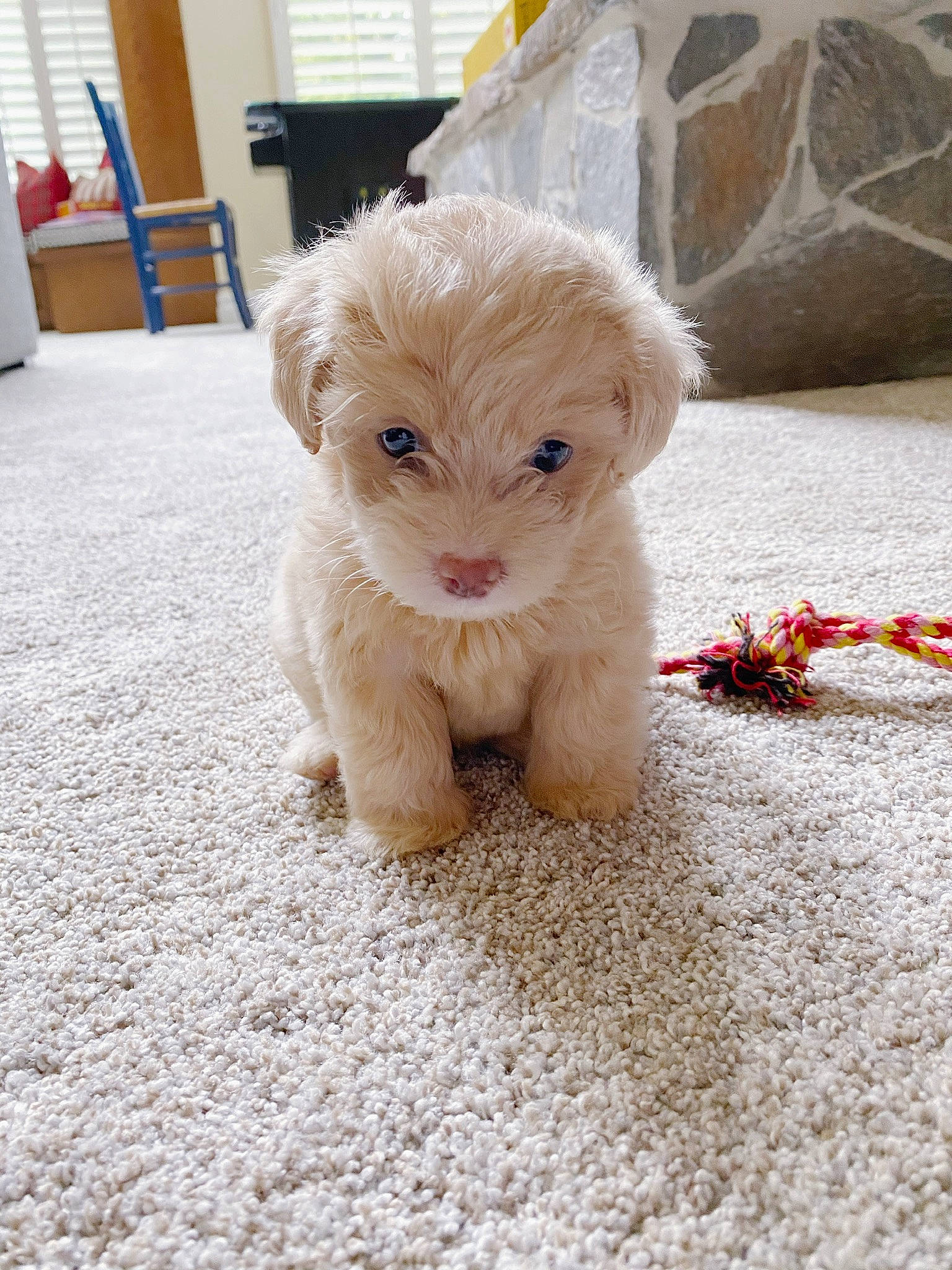 Louie is registered to the contest to win money with this photo: canidae, carnivore, companion_dog, dog, dog_breed, dog_supply, fawn, fur, maltepoo, non_sporting_group, pet_supply, poodle_crossbreed, puppy, small_terrier, snout, sporting_group, terrier, toy_dog, working_animal, working_dog