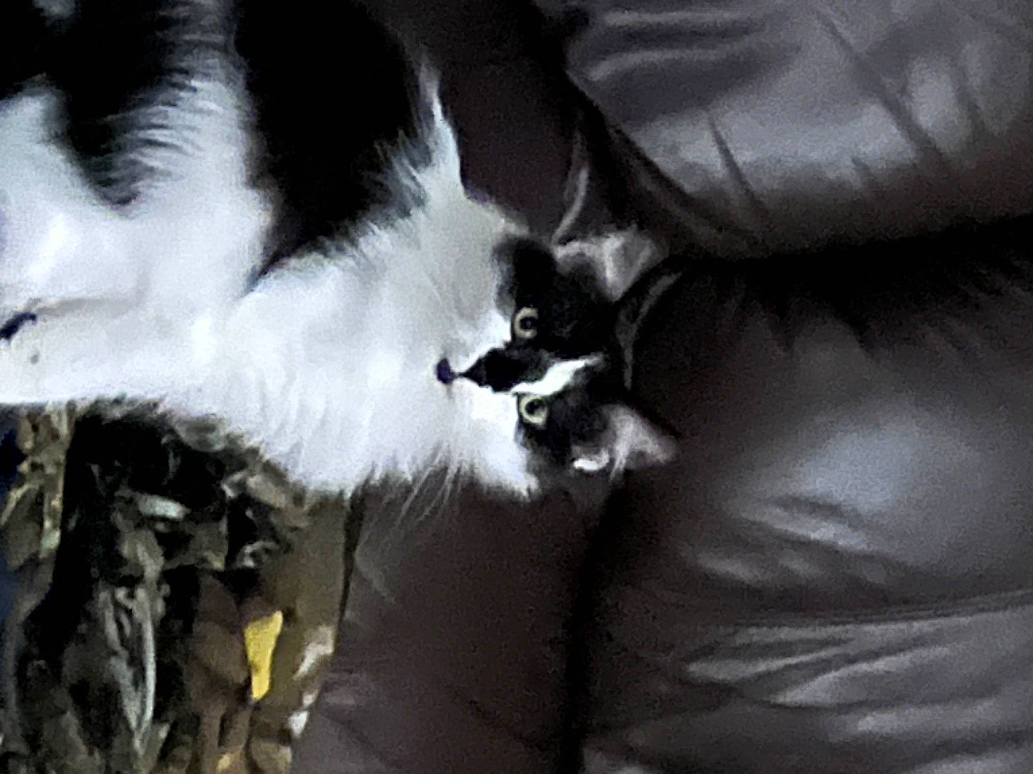 Masky is registered to the contest to win money with this photo: carnivore, claw, comfort, companion_dog, couch, darkness, dog_breed, felidae, fur, human_leg, monochrome, monochrome_photography, nap, paw, small_to_medium_sized_cats, sporting_group, tail, tints_and_shades, whiskers, wing