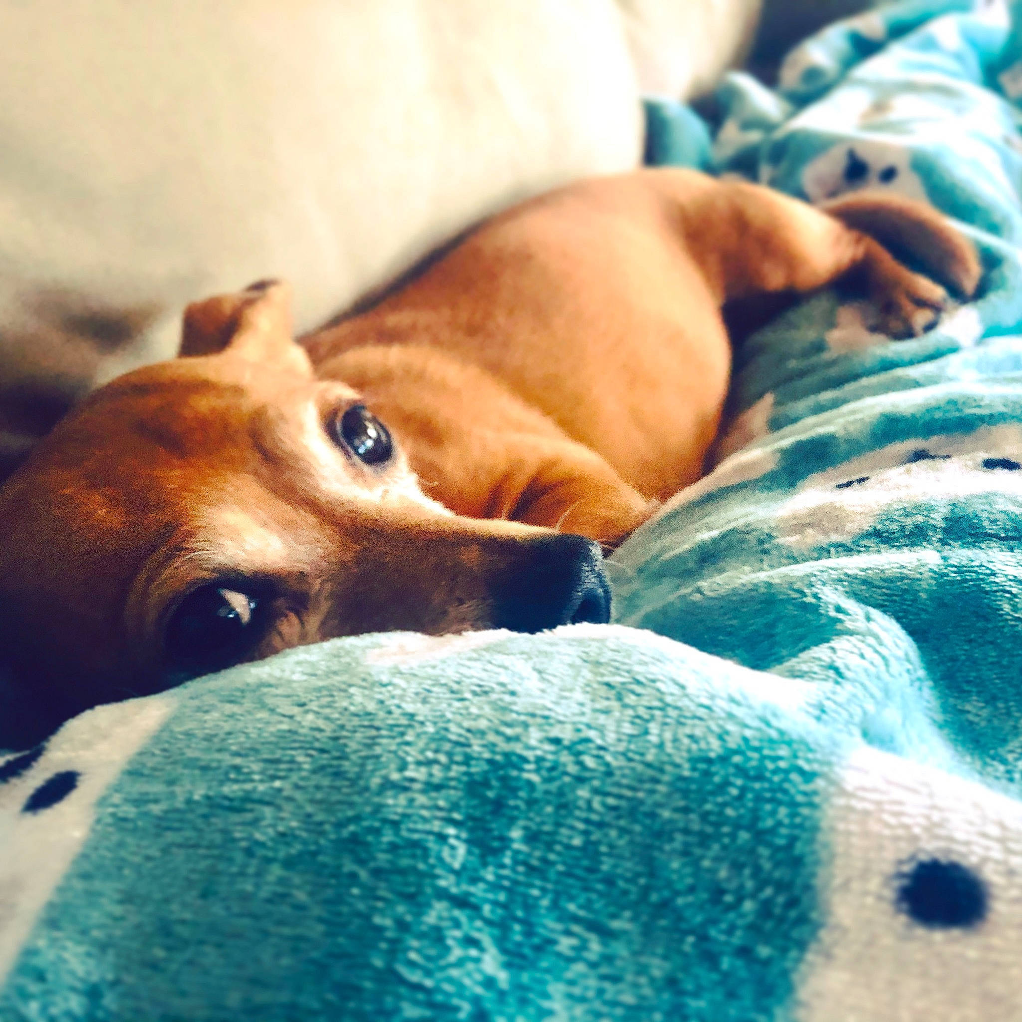 Frida joined the competition — help win amazing prizes! bed, bedding, bedtime, canidae, carnivore, comfort, companion_dog, dog, dog_breed, electric_blue, fawn, fur, linens, mammal, nap, paw, snout, sporting_group, whiskers, working_animal