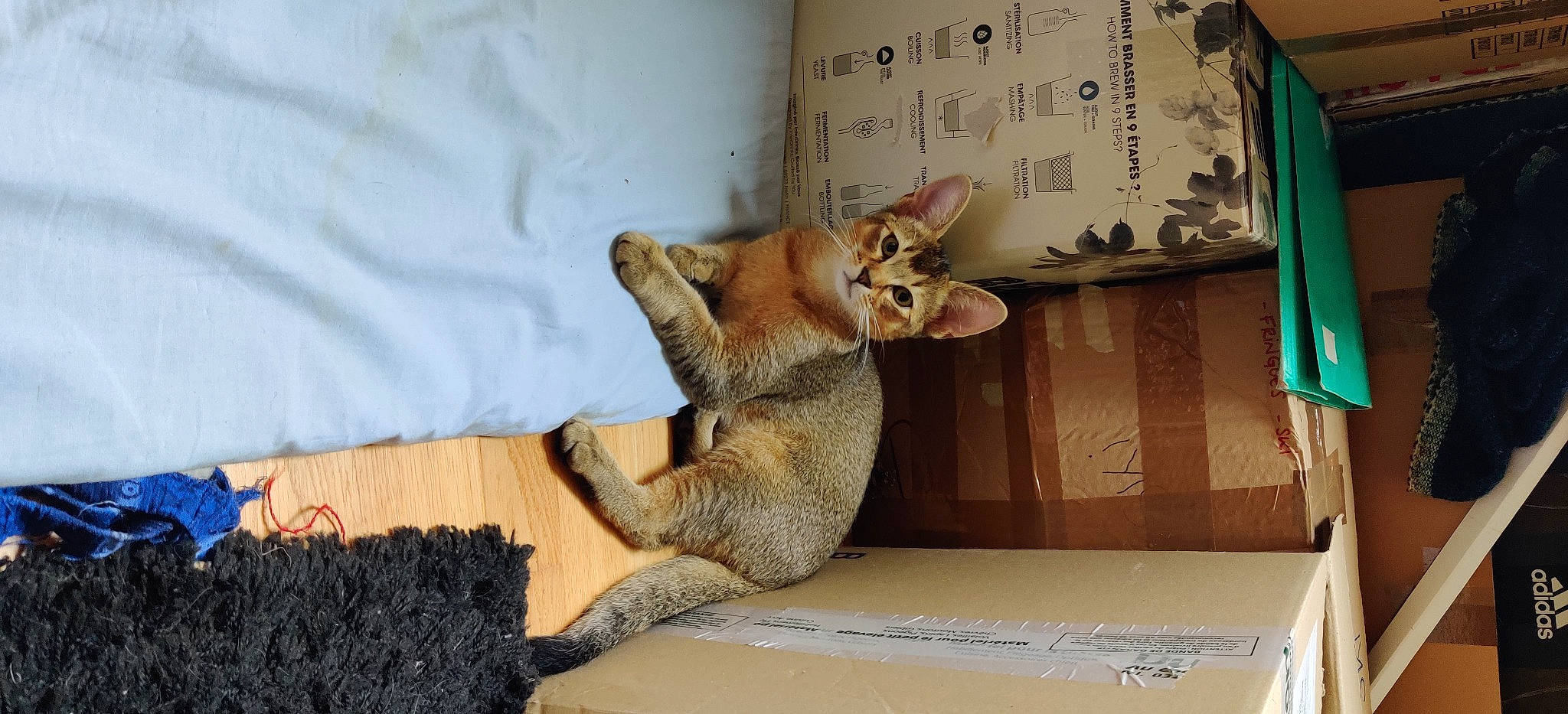 Berlioz a rejoint le concours — aidez-le/la à gagner de superbes lots ! canidae, carnivore, comfort, desk, domestic_short_haired_cat, fawn, felidae, fur, paw, small_to_medium_sized_cats, snout, stuffed_toy, table, tail, terrestrial_animal, toy, trunk, whiskers, wildlife, wood