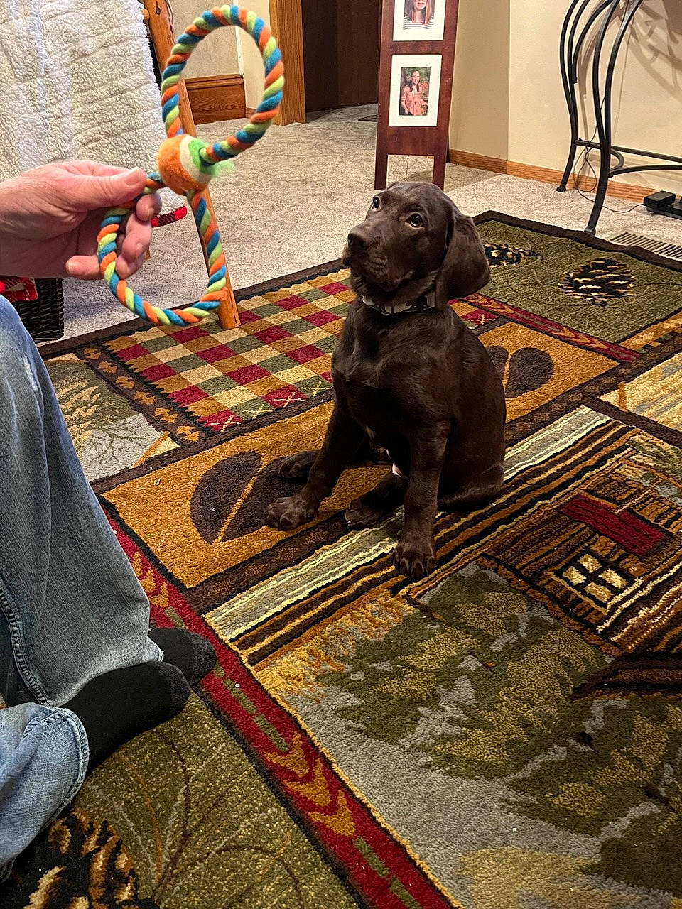 Bear joined the competition — help win amazing prizes! art, canidae, carpet, companion_dog, dog, dog_breed, floor, flooring, fur, guard_dog, gun_dog, hardwood, liver, metal, pattern, snout, sporting_group, visual_arts, wood, working_animal