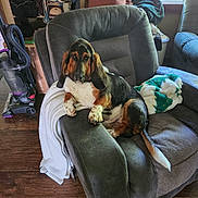 Walter joined the competition — help win amazing prizes! armchair, basset_hound, blanket, cushion, dog, fur, indoor, living_room, paw, pet, recliner, relaxed, shelf, shoes, sleepy, tail, towel, vacuum, window, wood_floor