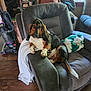armchair, basset_hound, blanket, cushion, dog, fur, indoor, living_room, paw, pet, recliner, relaxed, shelf, shoes, sleepy, tail, towel, vacuum, window, wood_floor