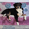 Philou participe au concours pour gagner de l'argent avec cette photo : animal, black_dog, brown_dog, calm, canine, colorful, couch, decor, dog, domestic, furniture, indoor, living_room, mandala_pattern, patterned_fabric, pet, portrait, relaxed, resting, white_fur
