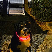 Philou participe au concours pour gagner de l'argent avec cette photo : animal, black_dog, brown_dog, bushes, collar, dog, evening, friendly, garden, gate, glowing_collar, gravel, illuminated, night, outdoor, pathway, pet, shadow, sitting, white_markings