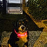 animal, black_dog, brown_dog, bushes, collar, dog, evening, friendly, garden, gate, glowing_collar, gravel, illuminated, night, outdoor, pathway, pet, shadow, sitting, white_markings