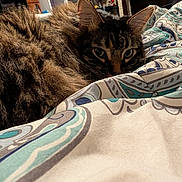 Fozzy is registered to the contest to win money with this photo: cat, tabby, fur, blanket, patterned_blanket, cozy, indoor, pet, animal, resting, curious_eyes, closeup, whiskers, ears, bedroom, home, feline, soft_texture, relaxed, cute
