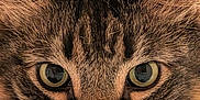 Fozzy is registered to the contest to win money with this photo: cat, tabby, close_up, animal, pet, feline, whiskers, fur, ears, eyes, portrait, muzzle, nose, indoor, domestic, cute, curious, focused, macro, soft_light
