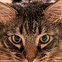 cat, tabby, close_up, animal, pet, feline, whiskers, fur, ears, eyes, portrait, muzzle, nose, indoor, domestic, cute, curious, focused, macro, soft_light
