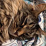 cat, tabby, fur, whiskers, sleepy, close_up, pet, animal, relaxed, patterned_fabric, brown, striped, face, ear, nose, soft, cozy, indoor, resting, cute