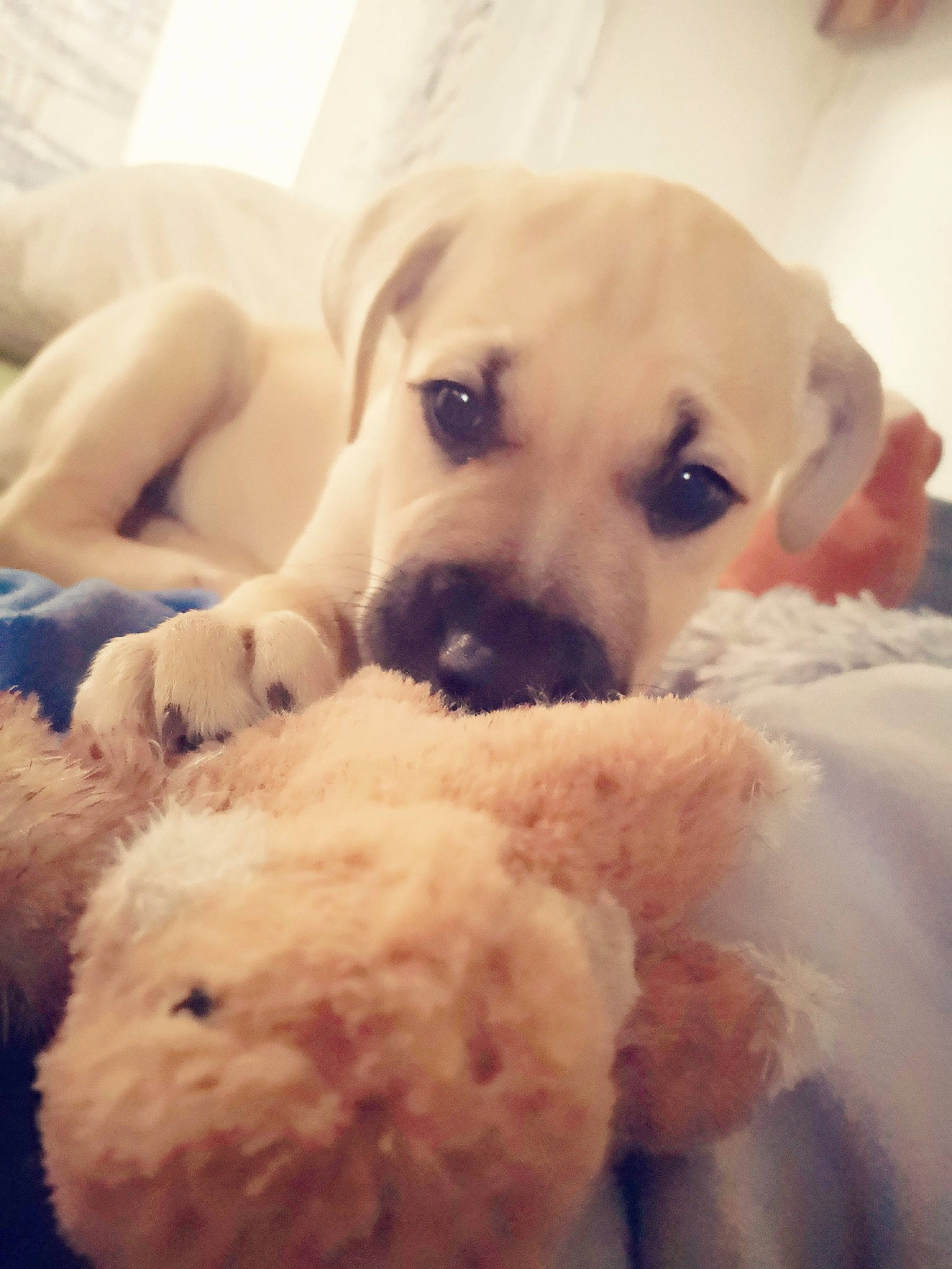 Light participe au concours pour gagner de l'argent avec cette photo : canidae, carnivore, comfort, companion_dog, dog, dog_breed, fawn, fur, mammal, nose, paw, snout, sporting_group, stuffed_toy, toy, toy_dog, vertebrate, whiskers, white, working_animal