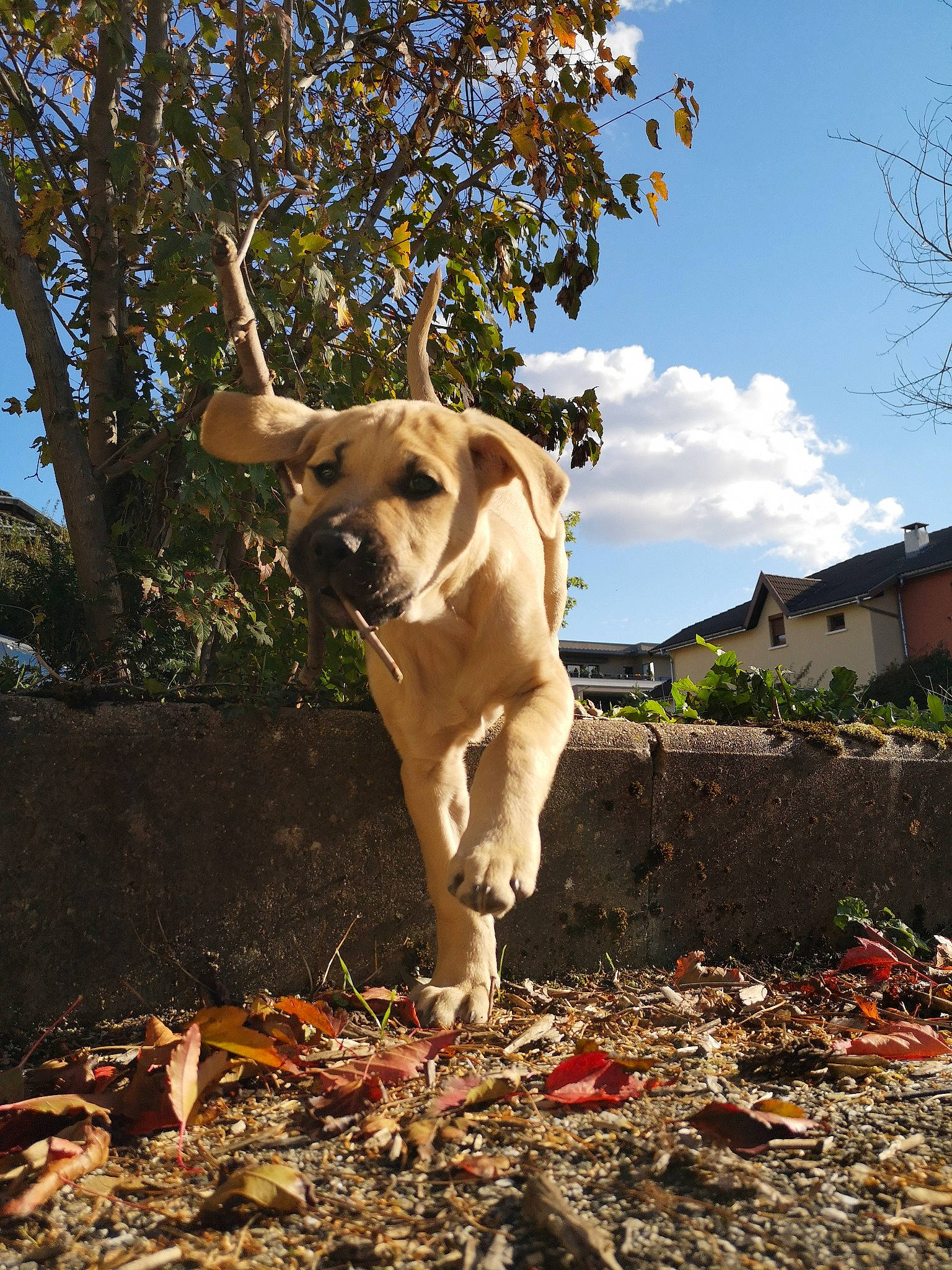 Light participe au concours pour gagner de l'argent avec cette photo : building, carnivore, cloud, companion_dog, dog, dog_breed, fawn, grass, house, plant, sky, snout, soil, sporting_group, tail, tints_and_shades, tree, twig, wood, working_animal