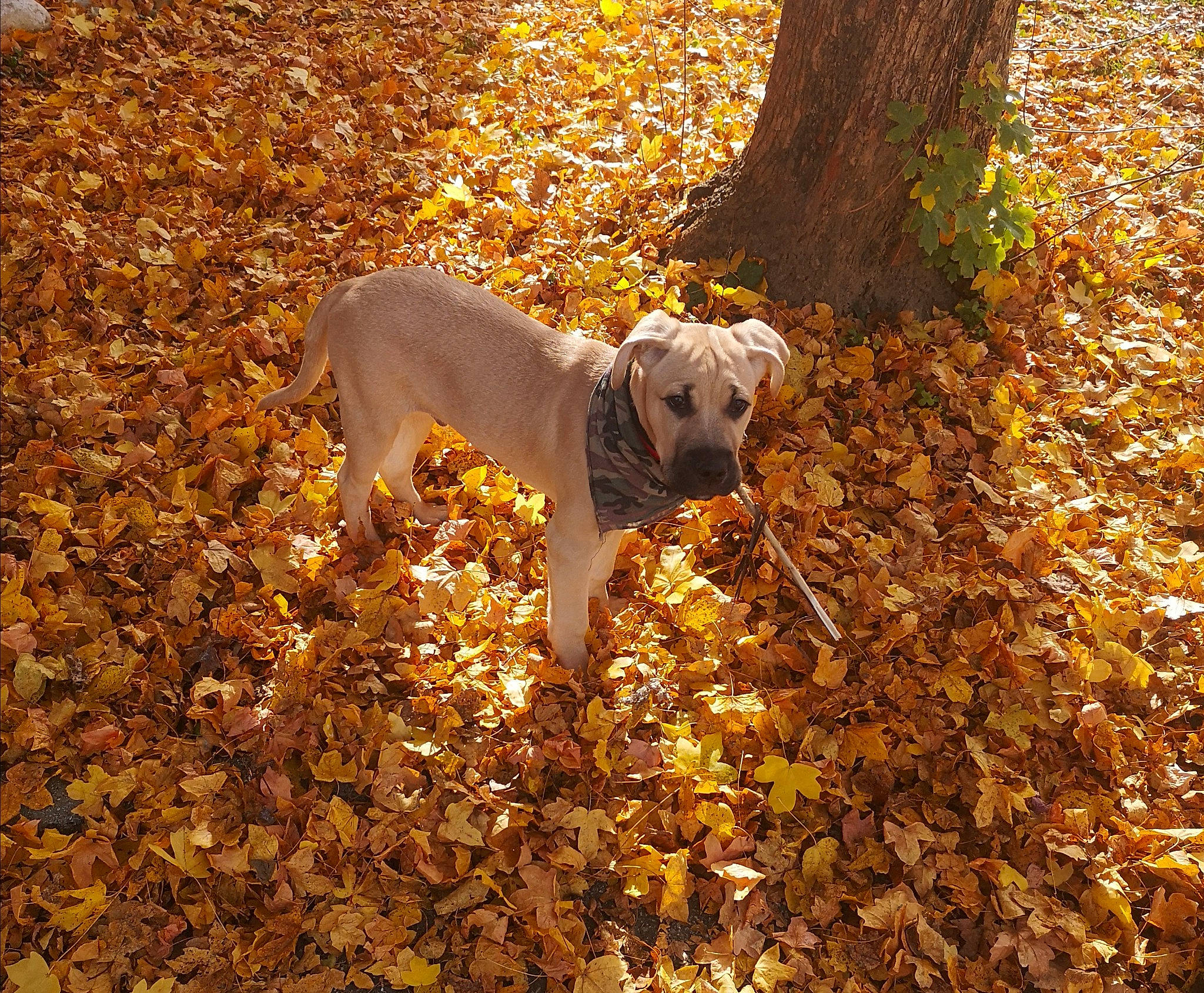 Light a rejoint le concours — aidez-le/la à gagner de superbes lots ! carnivore, companion_dog, deciduous, dog, dog_breed, fawn, grass, leaf, people_in_nature, plant, shadow, soil, sporting_group, sunlight, tail, tree, trunk, wood, woodland, working_animal
