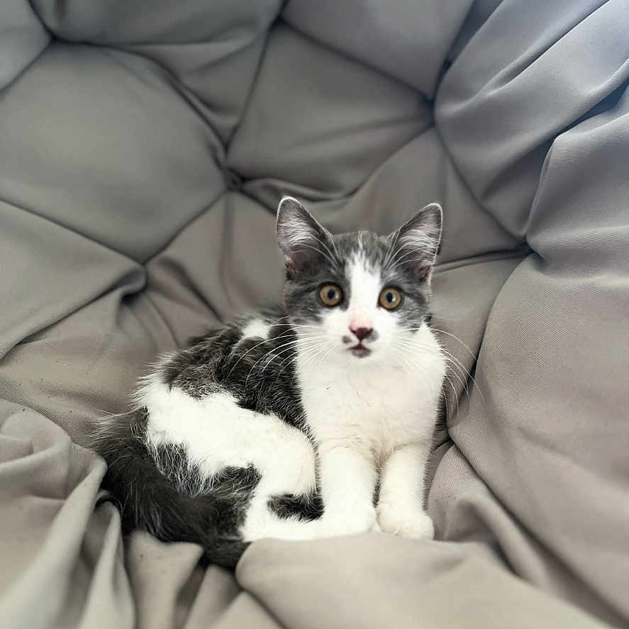 Violette a rejoint le concours — aidez-le/la à gagner de superbes lots ! animal, cat, chair, cozy, cushion, cute, eyes, face, fur, gray, indoor, kitten, paws, pet, relaxing, sitting, soft, whiskers, white, young