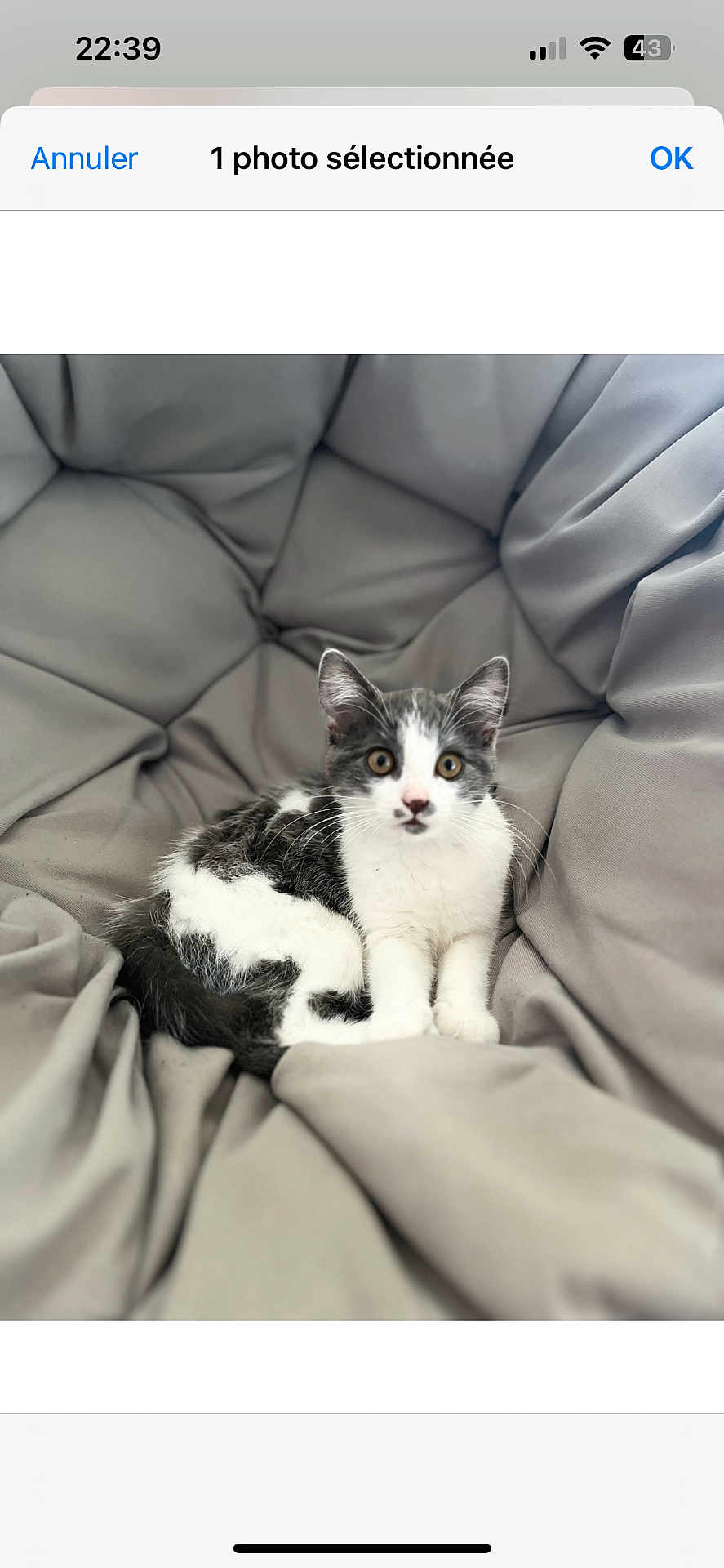 Violette a rejoint le concours — aidez-le/la à gagner de superbes lots ! animal, cat, chair, cozy, cushion, cute, eyes, face, fur, gray, indoor, kitten, paws, pet, relaxing, sitting, soft, whiskers, white, young