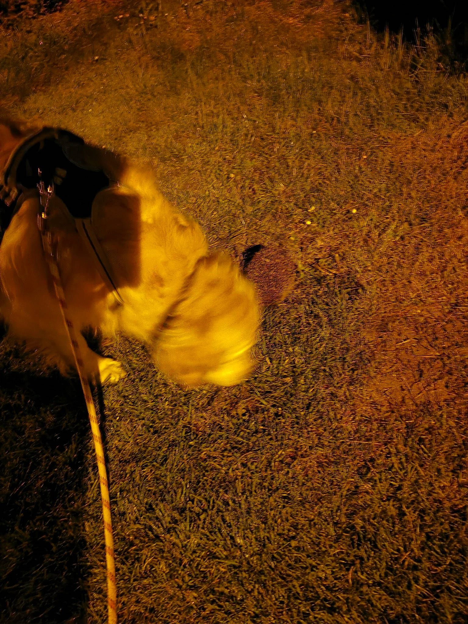 Reflex participe au concours pour gagner de l'argent avec cette photo : asphalt, fashion_accessory, field, flowering_plant, grass, heat, landscape, night, people_in_nature, petal, plant, road, road_surface, shadow, sidewalk, sky, soil, tail, tints_and_shades, wildlife