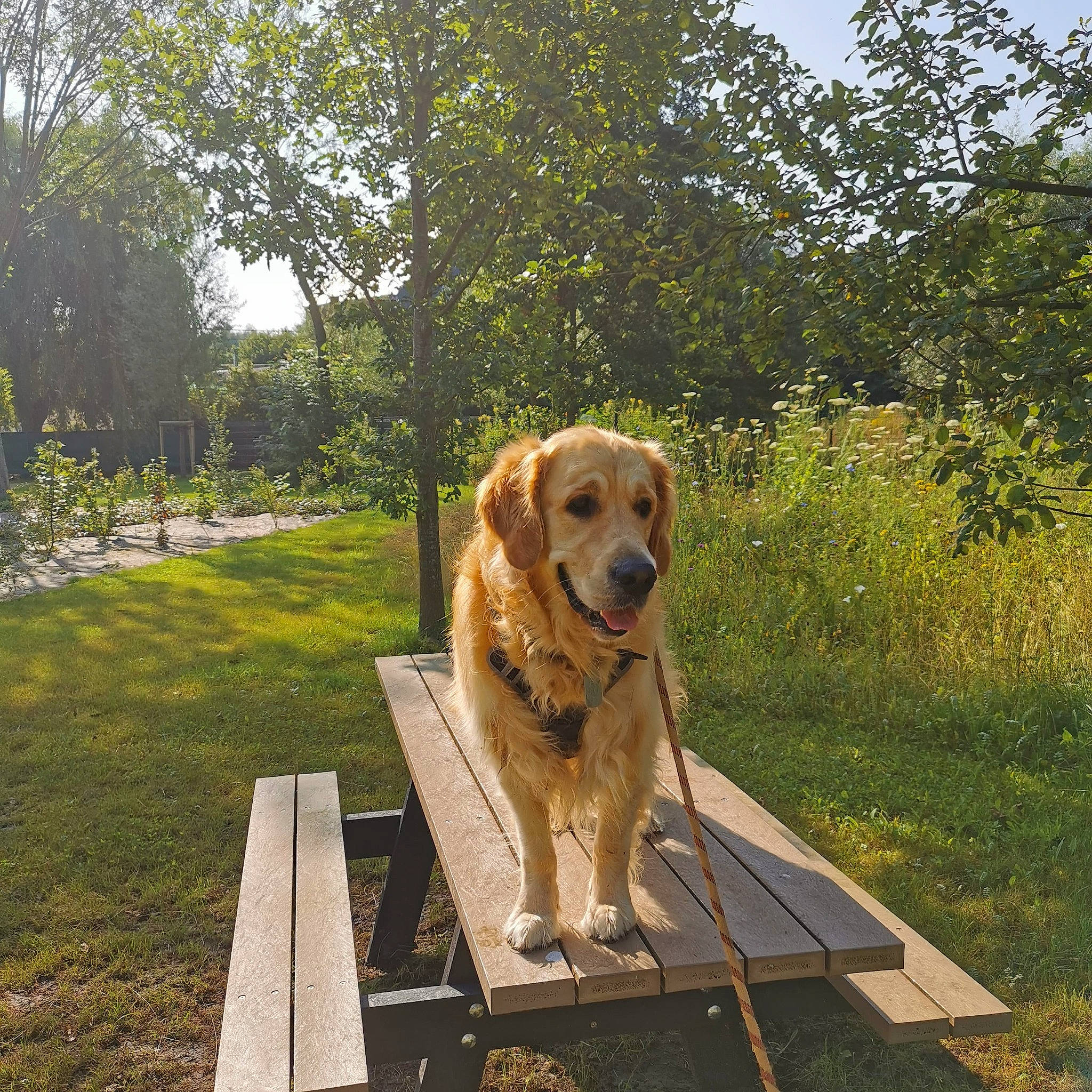 Reflex participe au concours pour gagner de l'argent avec cette photo : carnivore, companion_dog, dog, dog_breed, fawn, grass, gun_dog, leisure, outdoor_bench, outdoor_furniture, pet_supply, plant, porch, retriever, sky, snout, sporting_group, tree, wood, working_animal