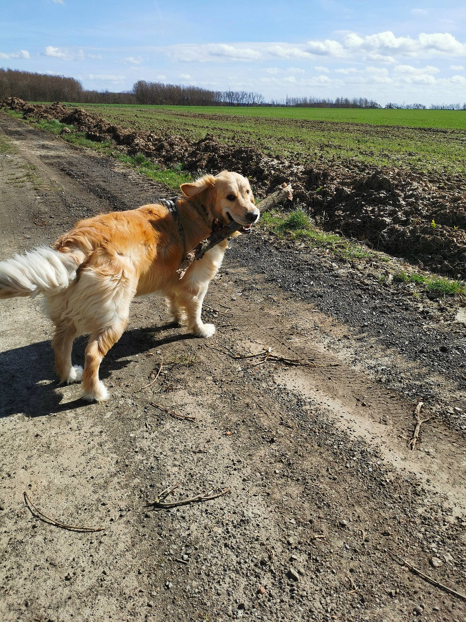 Reflex participe au concours pour gagner de l'argent avec cette photo : canidae, carnivore, cloud, companion_dog, dog, dog_breed, fawn, grass, landscape, leash, plant, retriever, road, sky, snout, soil, sporting_group, tail, tree, wildlife