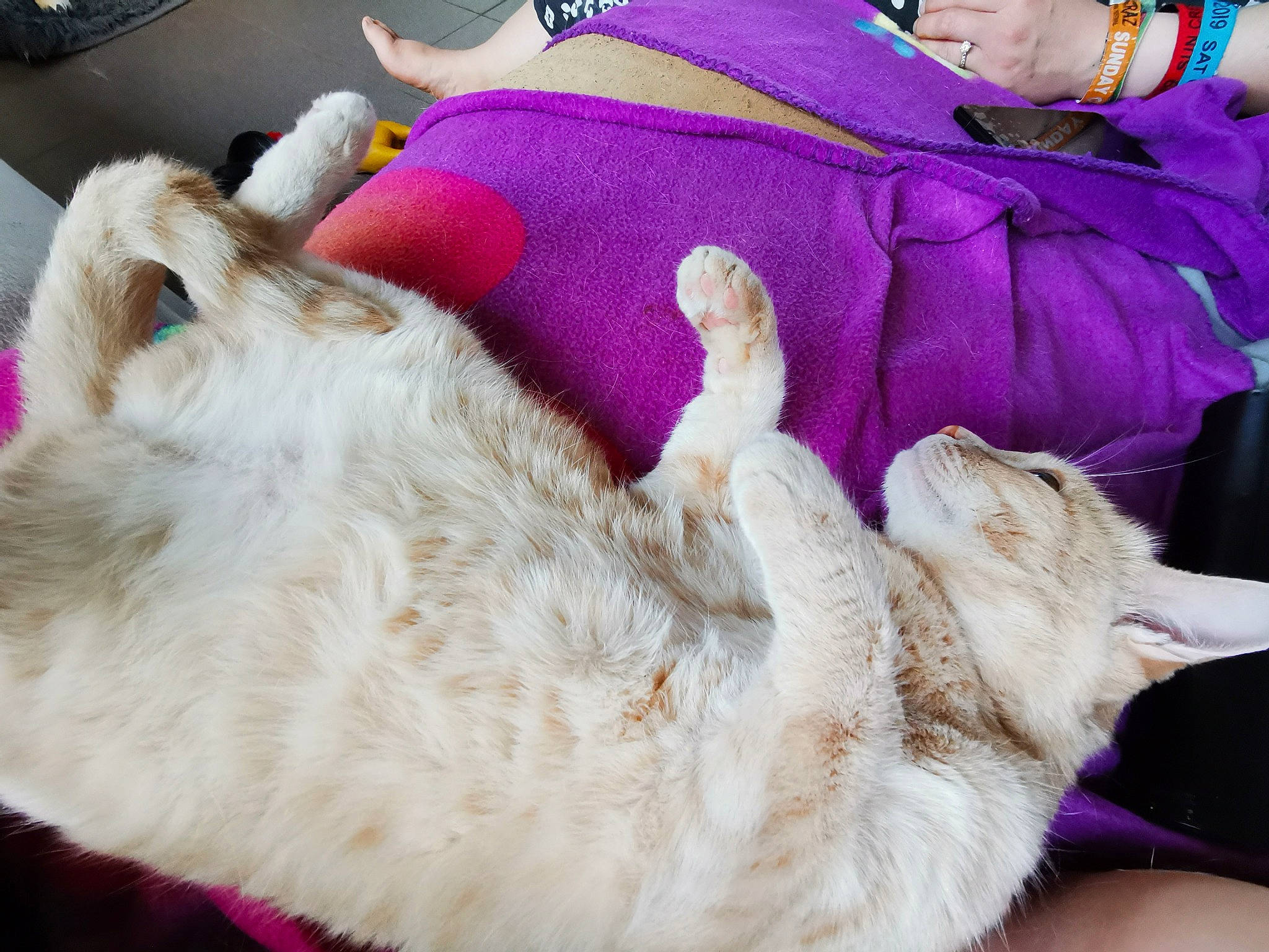 Pantuff participe au concours pour gagner de l'argent avec cette photo : canidae, carnivore, cat, comfort, companion_dog, dog_breed, domestic_short_haired_cat, ear, fawn, felidae, fur, lap, magenta, nap, paw, small_to_medium_sized_cats, snout, sporting_group, tail, whiskers