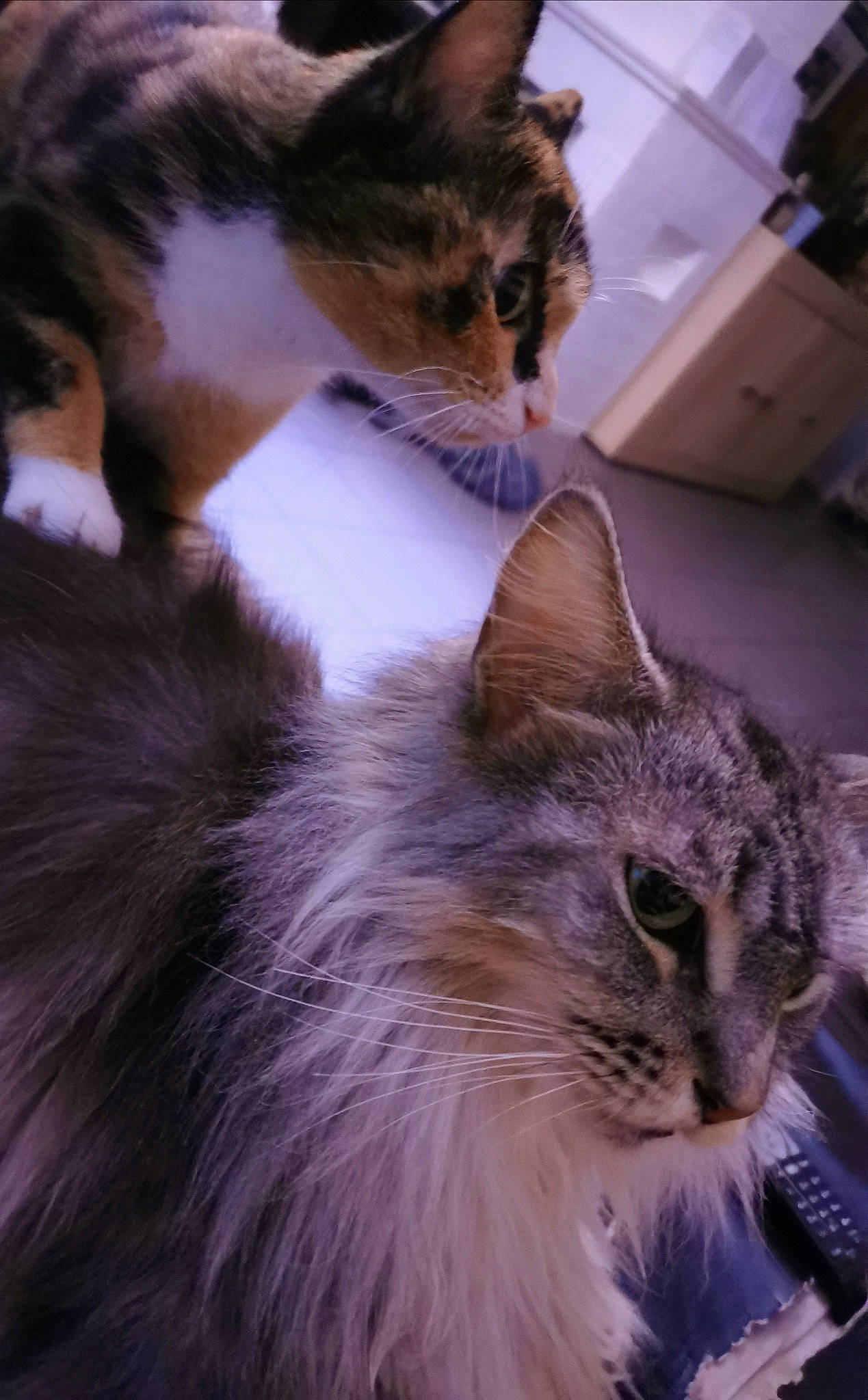 Lyly a rejoint le concours — aidez-le/la à gagner de superbes lots ! carnivore, cat, curious, domestic_short_haired_cat, event, fawn, felidae, fur, iris, paw, small_to_medium_sized_cats, snout, tail, whiskers, window