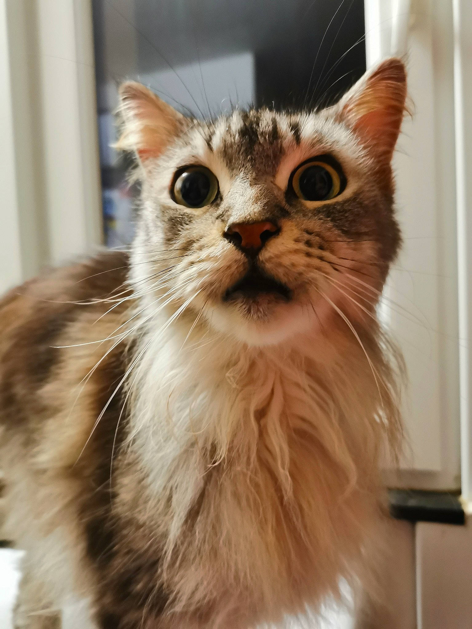 Lyly a rejoint le concours — aidez-le/la à gagner de superbes lots ! box, carnivore, cat, claw, domestic_short_haired_cat, fawn, felidae, fur, maine_coon, paw, small_to_medium_sized_cats, snout, terrestrial_animal, whiskers, window