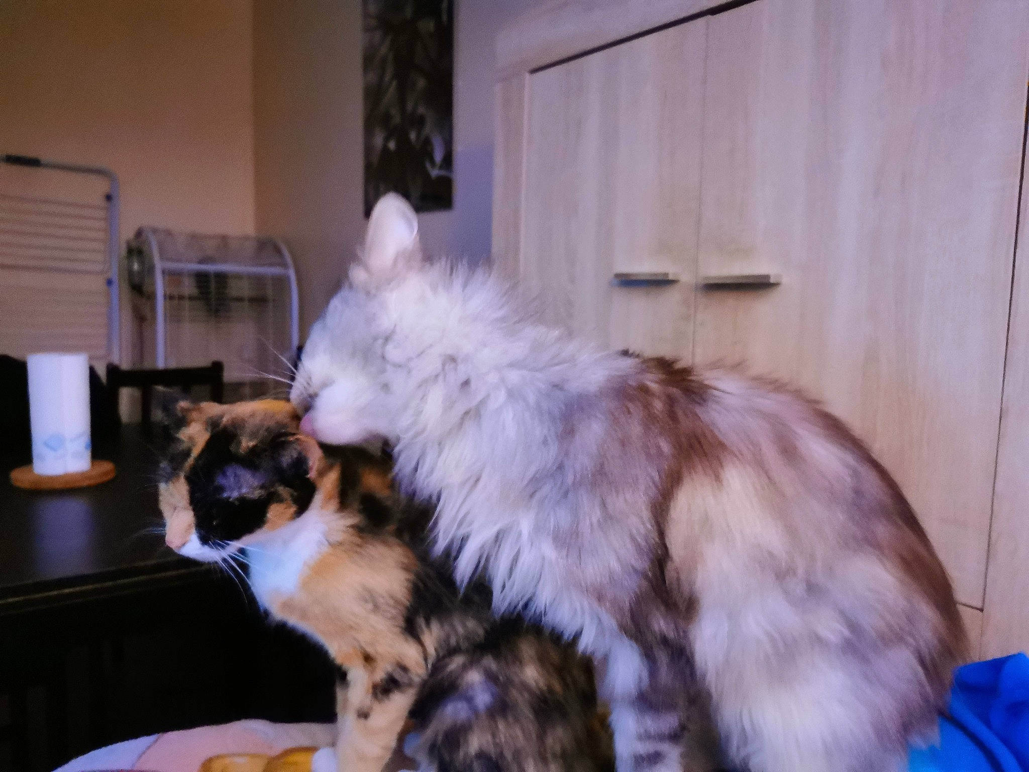 Lyly participe au concours pour gagner de l'argent avec cette photo : box, canidae, carnivore, cat, comfort, companion_dog, dog_breed, door, event, felidae, fur, hardwood, paw, room, small_to_medium_sized_cats, tail, terrestrial_animal, whiskers, window, wood