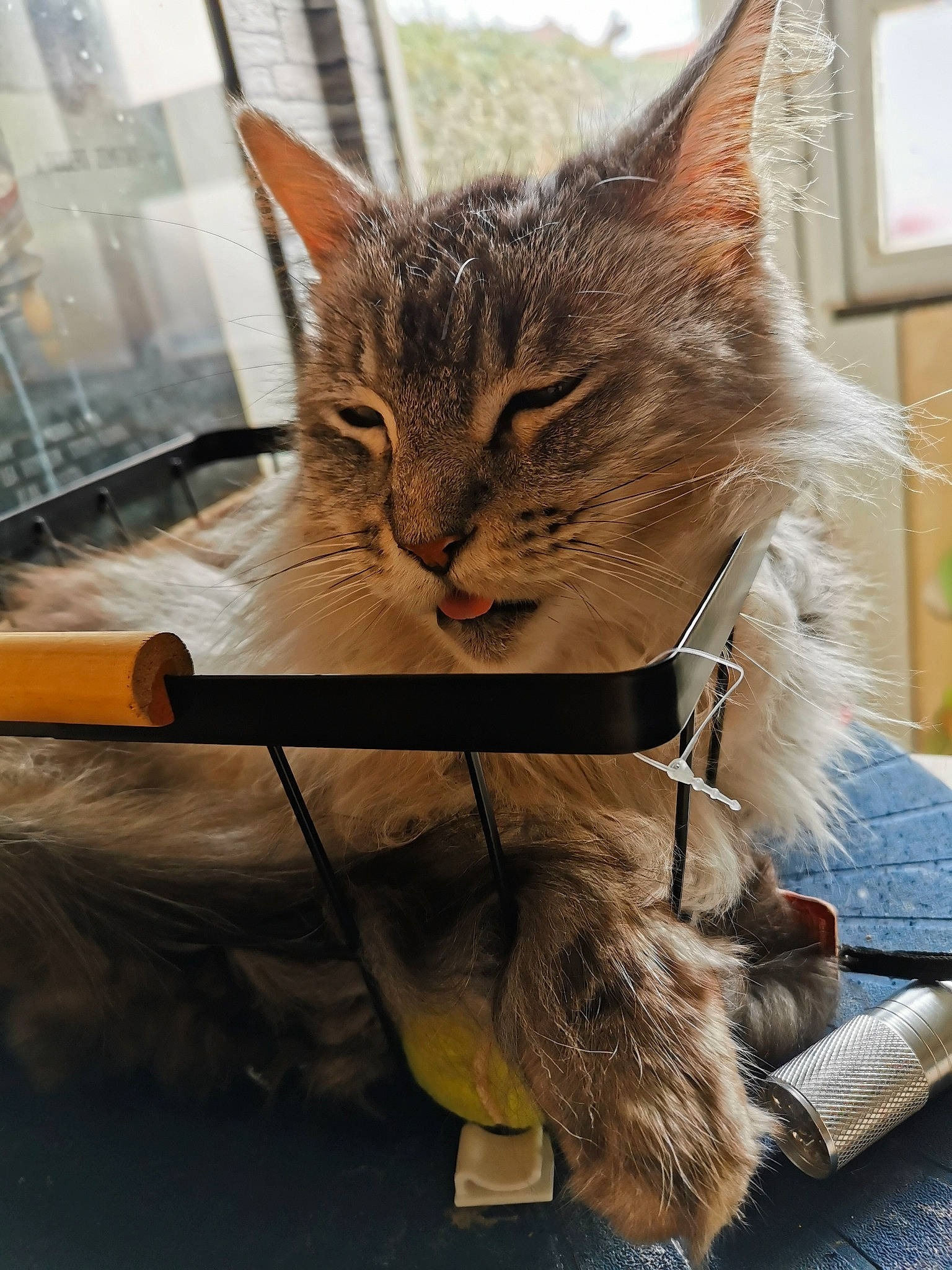 Lyly a rejoint le concours — aidez-le/la à gagner de superbes lots ! cardboard, carnivore, cat, claw, domestic_short_haired_cat, fawn, felidae, fur, paw, picture_frame, sitting, small_to_medium_sized_cats, snout, tail, tree, whiskers, wildlife, window, wood