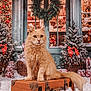 animal, cat, christmas_decorations, cozy, door, festive, fur, ginger_cat, holiday, indoors, pet, pine_tree, red_bow, seasonal, sitting, snow, vintage_suitcase, window, wrapped_presents, wreath