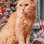 Chester a rejoint le concours — aidez-le/la à gagner de superbes lots ! animal, candy_canes, cat, close_up, decorations, ears, eyes, feline, festive, fluffy, ginger_cat, holiday_decor, indoors, pet, pine_cones, portrait, snow, whiskers, winter, wooden_surface