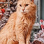 animal, candy_canes, cat, close_up, decorations, ears, eyes, feline, festive, fluffy, ginger_cat, holiday_decor, indoors, pet, pine_cones, portrait, snow, whiskers, winter, wooden_surface