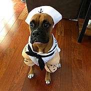 Tito is registered to the contest to win money with this photo: dog, costume, sailor_outfit, brown_dog, indoor, wooden_floor, pet, cute, attentive, animal, canine, portrait, flooring, decor, furniture, black_nose, white_paws, sitting, pet_clothing, adorable