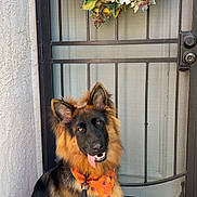Koda joined the competition — help win amazing prizes! bandana, black_and_tan, decor, dog, door, ears, flowers, fur, german_shepherd, home_entrance, leash, mesh_door, outdoor, pet, playful, puppy, sitting, tongue, welcome_mat, wreath