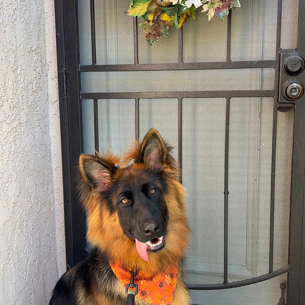 Koda joined the competition — help win amazing prizes! bandana, black_and_tan, decor, dog, door, ears, flowers, fur, german_shepherd, home_entrance, leash, mesh_door, outdoor, pet, playful, puppy, sitting, tongue, welcome_mat, wreath