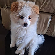 Molly joined the competition — help win amazing prizes! puppy, dog, fluffy, cute, pet, animal, indoor, sitting, fur, white, cream, leather_couch, small, young, domestic, companion, adorable, friendly, curious, quiet