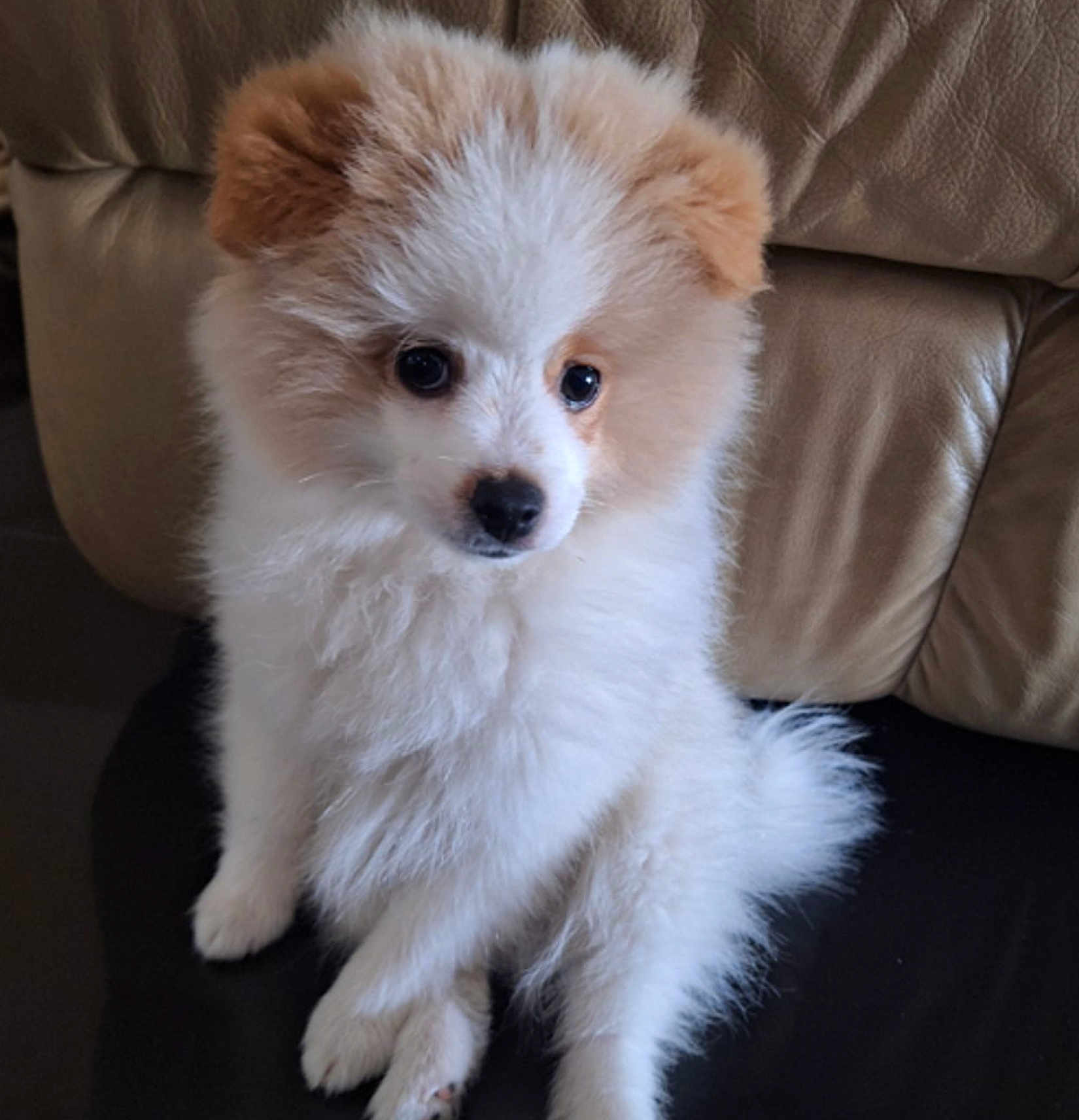 Molly joined the competition — help win amazing prizes! puppy, dog, fluffy, cute, pet, animal, indoor, sitting, fur, white, cream, leather_couch, small, young, domestic, companion, adorable, friendly, curious, quiet